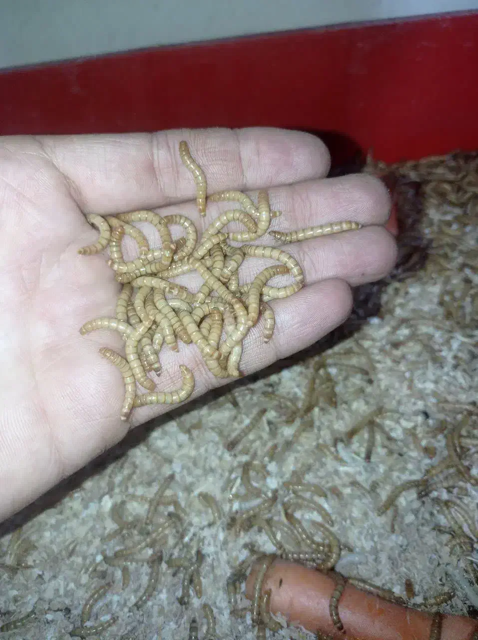 میلورم|خزنده|اصفهان, هزارجریب|دیوار