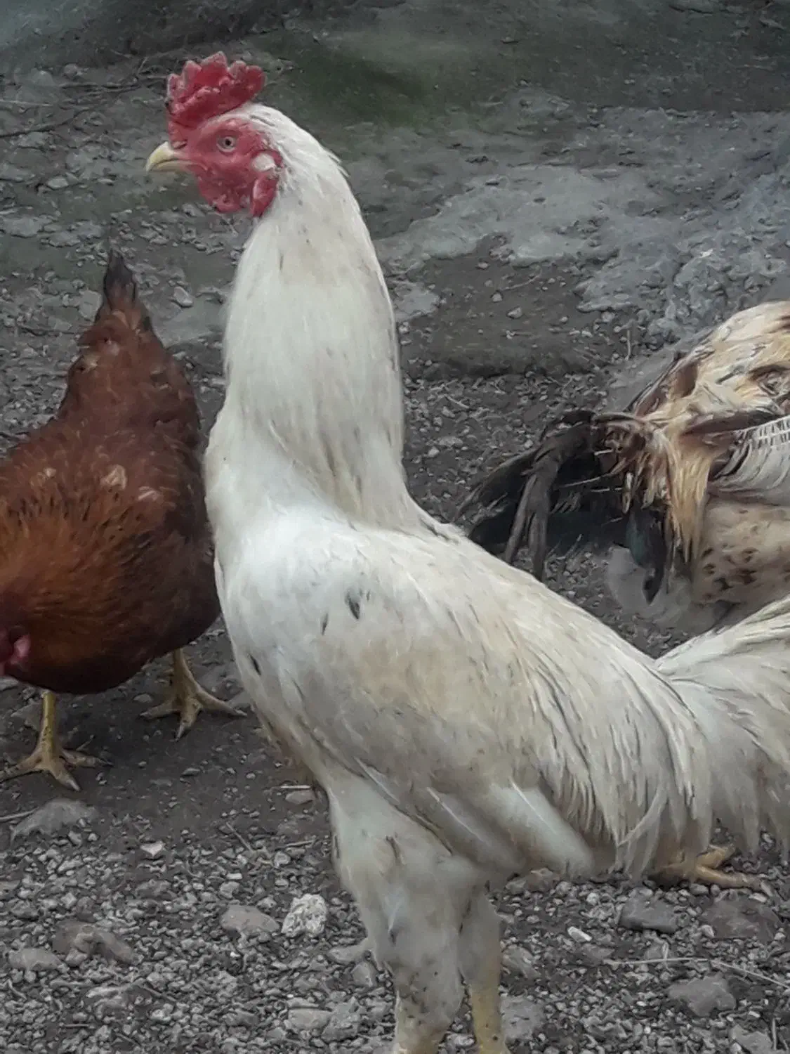 خروس لاری|حیوانات مزرعه|مشگین شهر, |دیوار