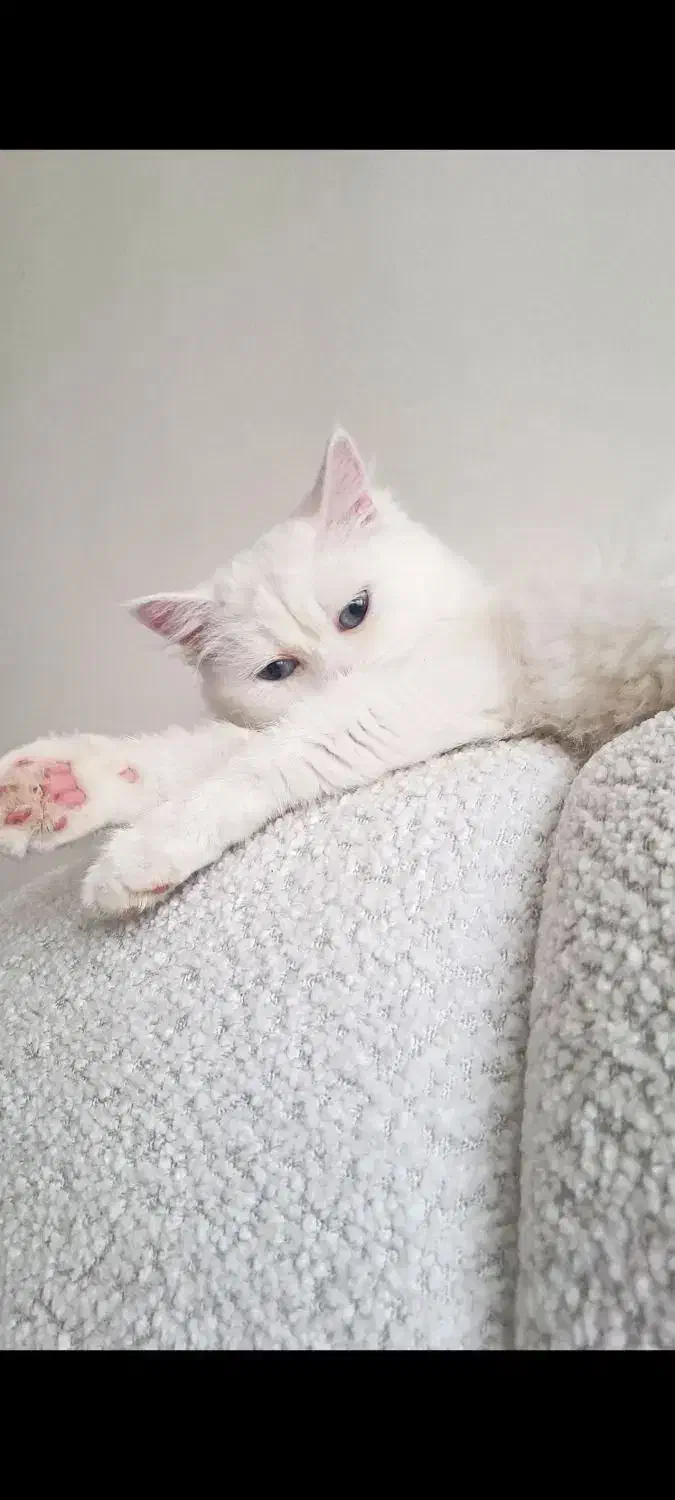 گربه فوری|گربه|کرمان, |دیوار