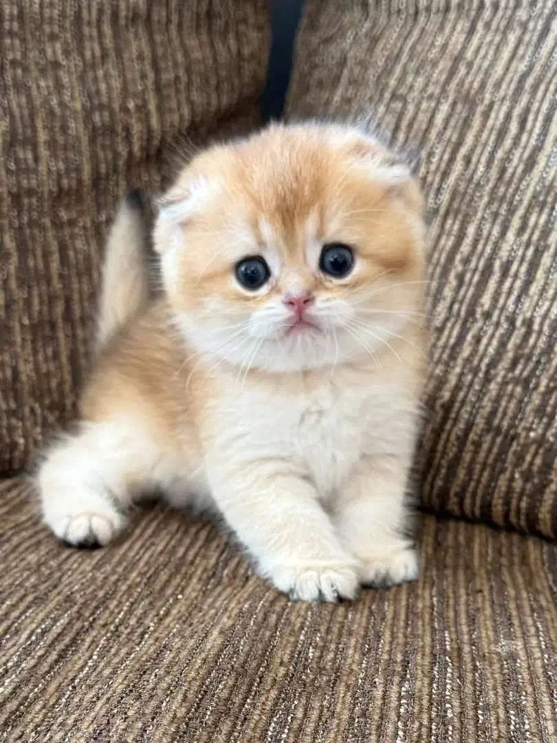 فروش گربههای ناز (اسکاتیش/بریتیش/پرشین)|گربه|رشت, گلسار|دیوار