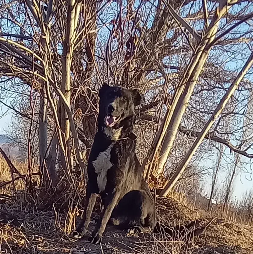 سگ گله|سگ|ملایر, |دیوار