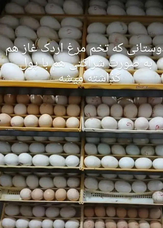 در دستگاه جوجه کشی تخم مرغ اردک و غاز شراکتی|حیوانات مزرعه|حویق, |دیوار