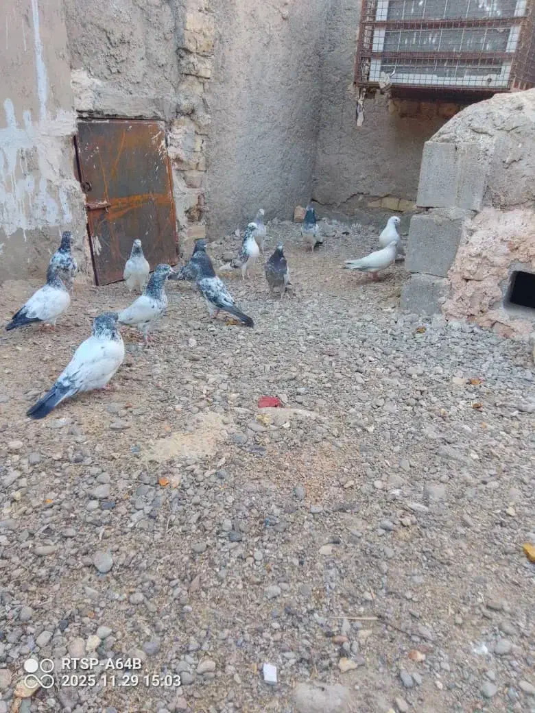 بلو|پرنده|ایرانشهر, |دیوار