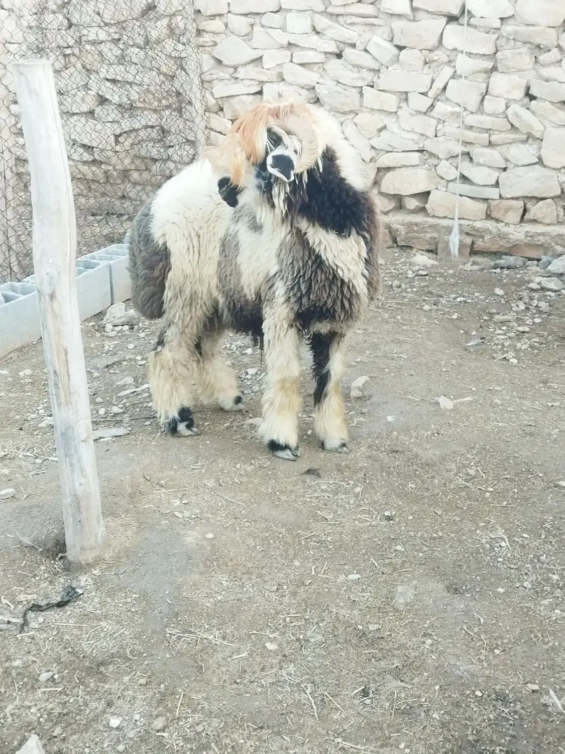 بره قوچ بختیاری|حیوانات مزرعه|کازرون, |دیوار