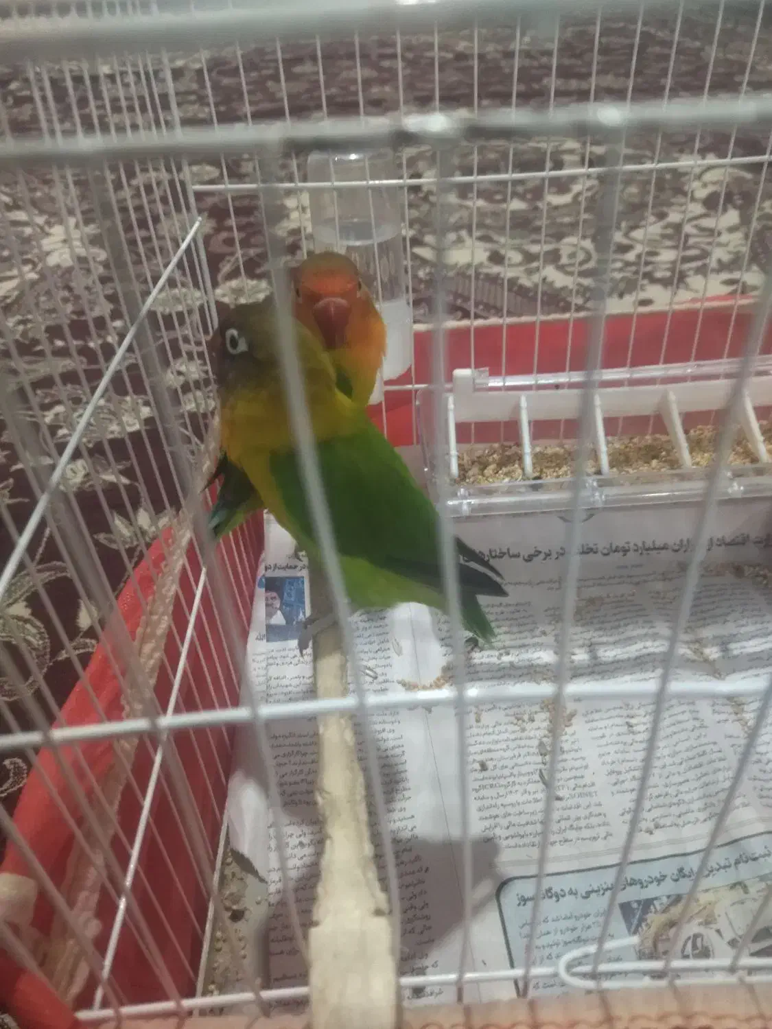 طوطی برزیلی|پرنده|رشت, اسماعیل آباد|دیوار