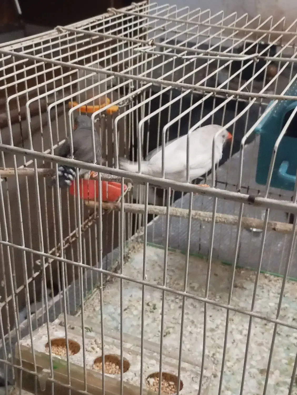 فنچ|پرنده|تربتحیدریه, مسجد جامع|دیوار