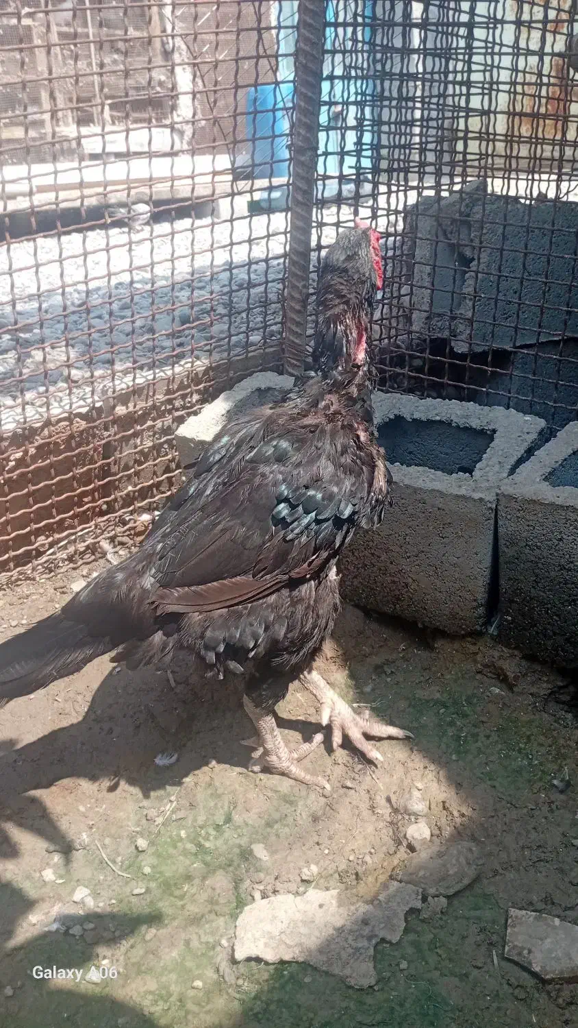 خروس سیاه پرمرغی|حیوانات مزرعه|تخت, |دیوار