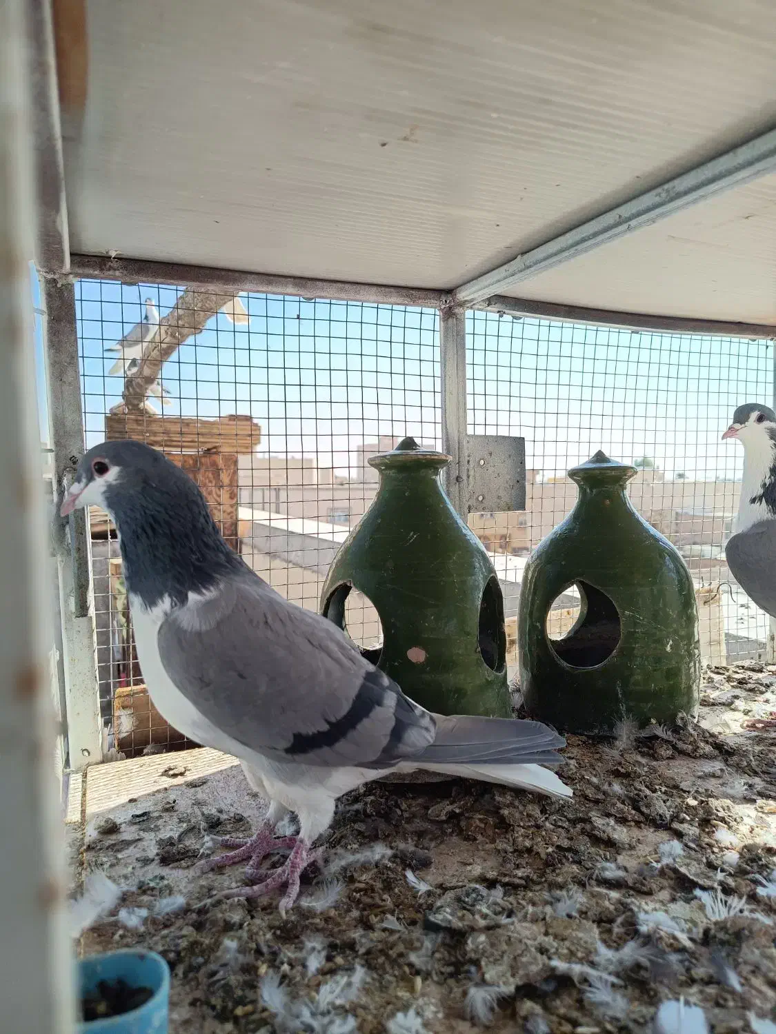 شش عدد ماده سالم سرحال جوان دمگیر|پرنده|شاهین‌شهر, نبوت|دیوار