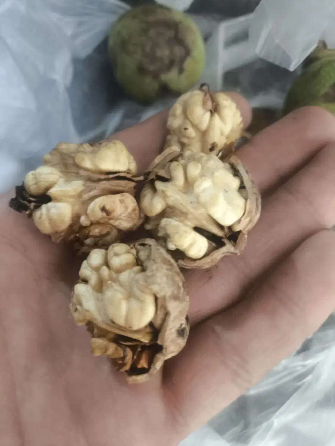 گردو درجه یک|عمده‌فروشی|شیروان (خراسان), |دیوار