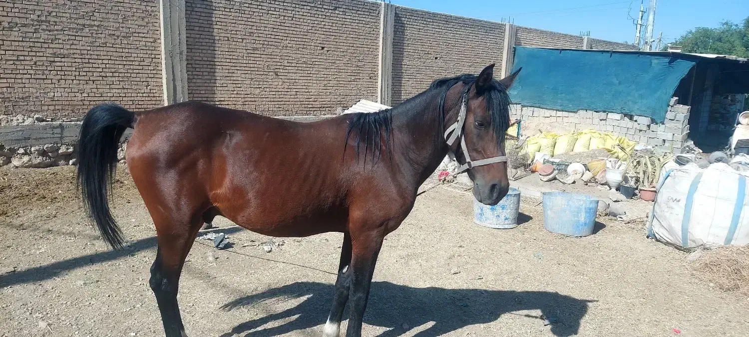 اسب|اسب و تجهیزات اسب‌سواری|بهبهان, |دیوار