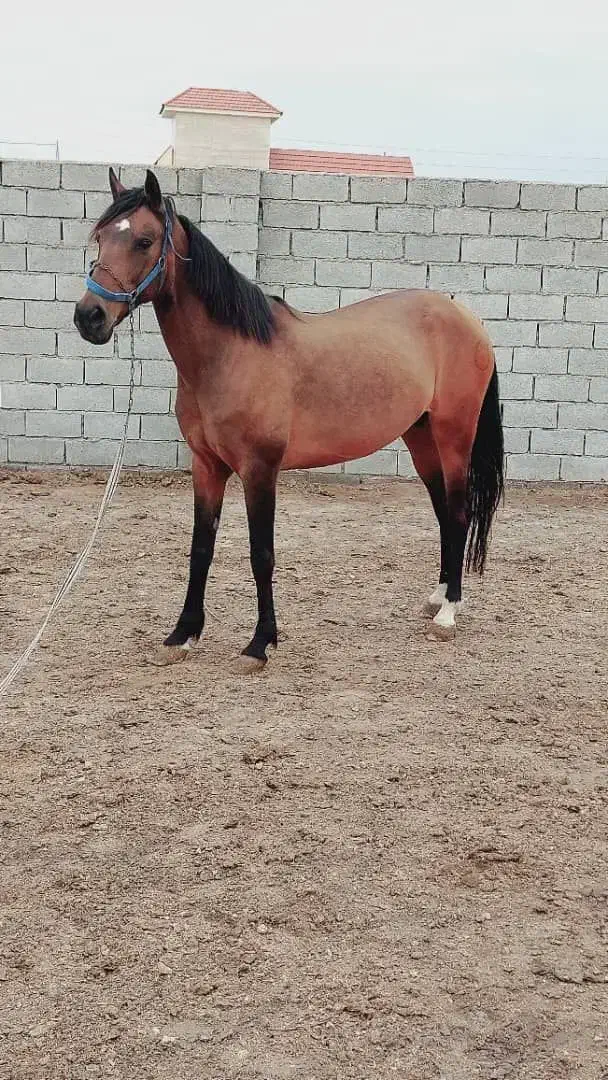 اسب ترکمن|اسب و تجهیزات اسب‌سواری|قرق, |دیوار