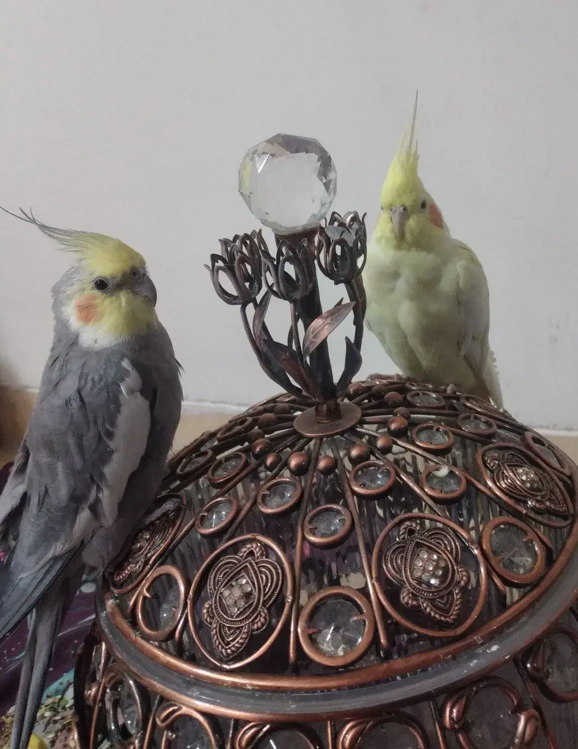 جفت عروس هلندی|پرنده|کرمان, |دیوار