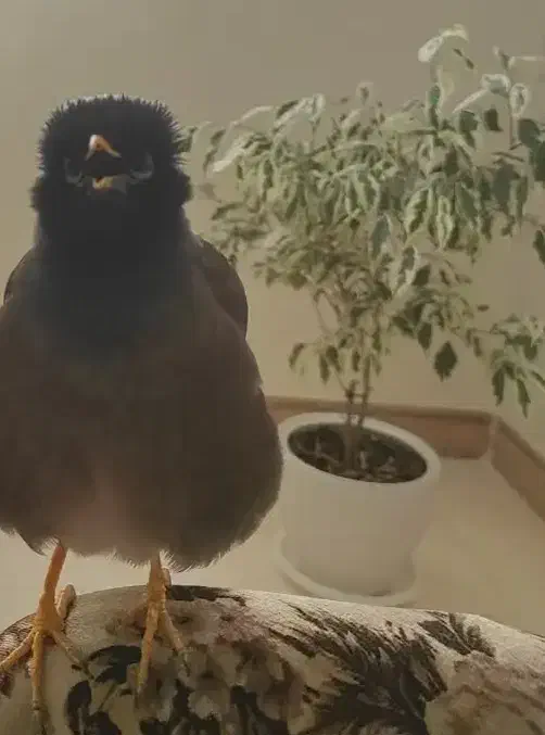 مرغ مینا سخنگو نر دستی با قفس فروشی|پرنده|تهران, شهرک ولیعصر شمالی|دیوار