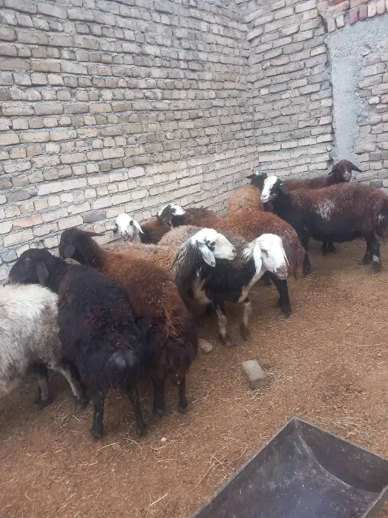 12تا میش|حیوانات مزرعه|دورود, |دیوار