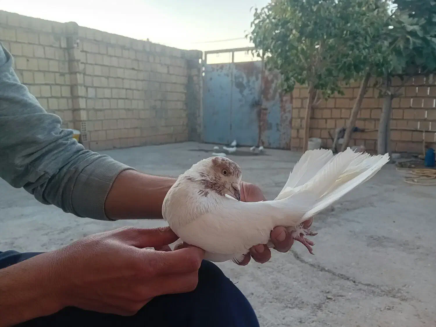 غریب گیری وقفس فروشی|پرنده|کوهدشت, |دیوار