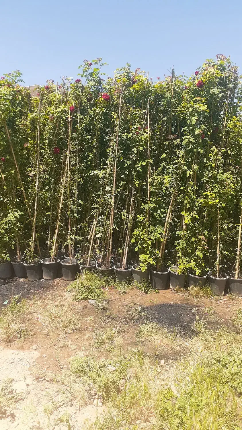 رز و رونده معطر کاغذی  فیلکوس جنگلی گندمی و....|گل و گیاه طبیعی|محلات, |دیوار