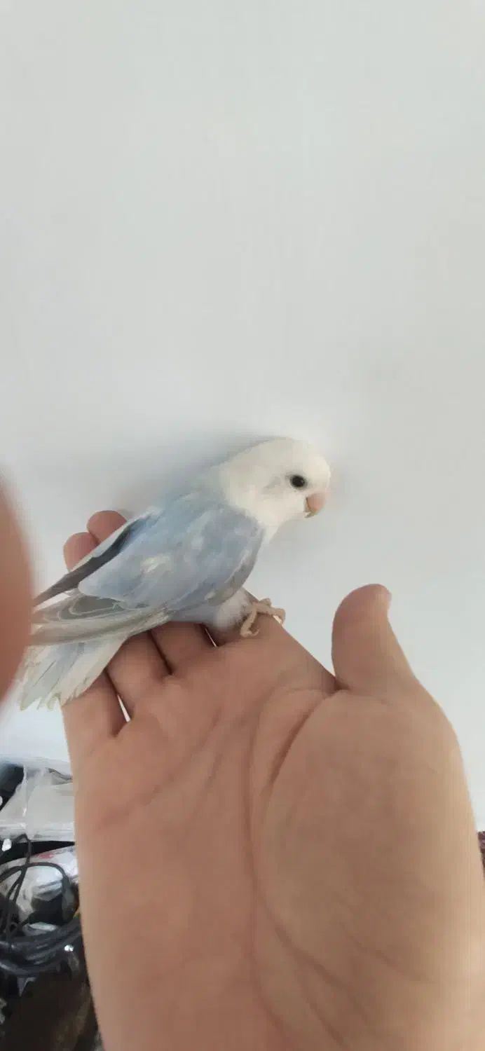 طوطی برزیلی|پرنده|همدان, |دیوار