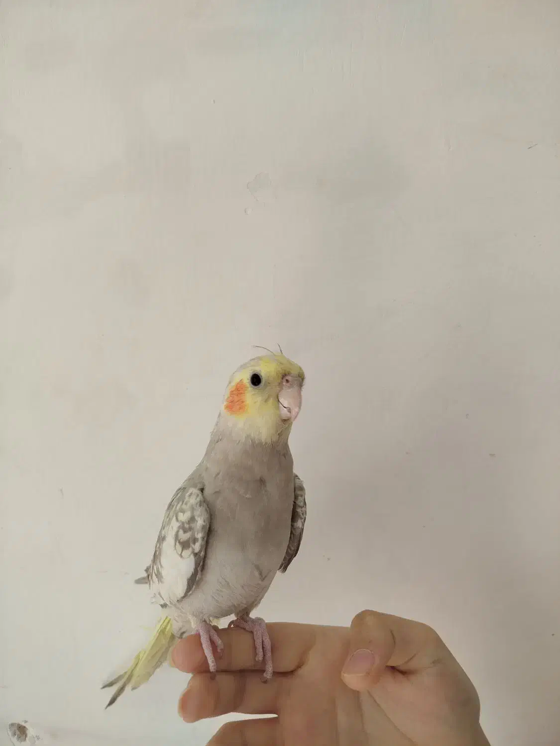 عروس هلندی دستی|پرنده|شاهین‌شهر, نبوت|دیوار