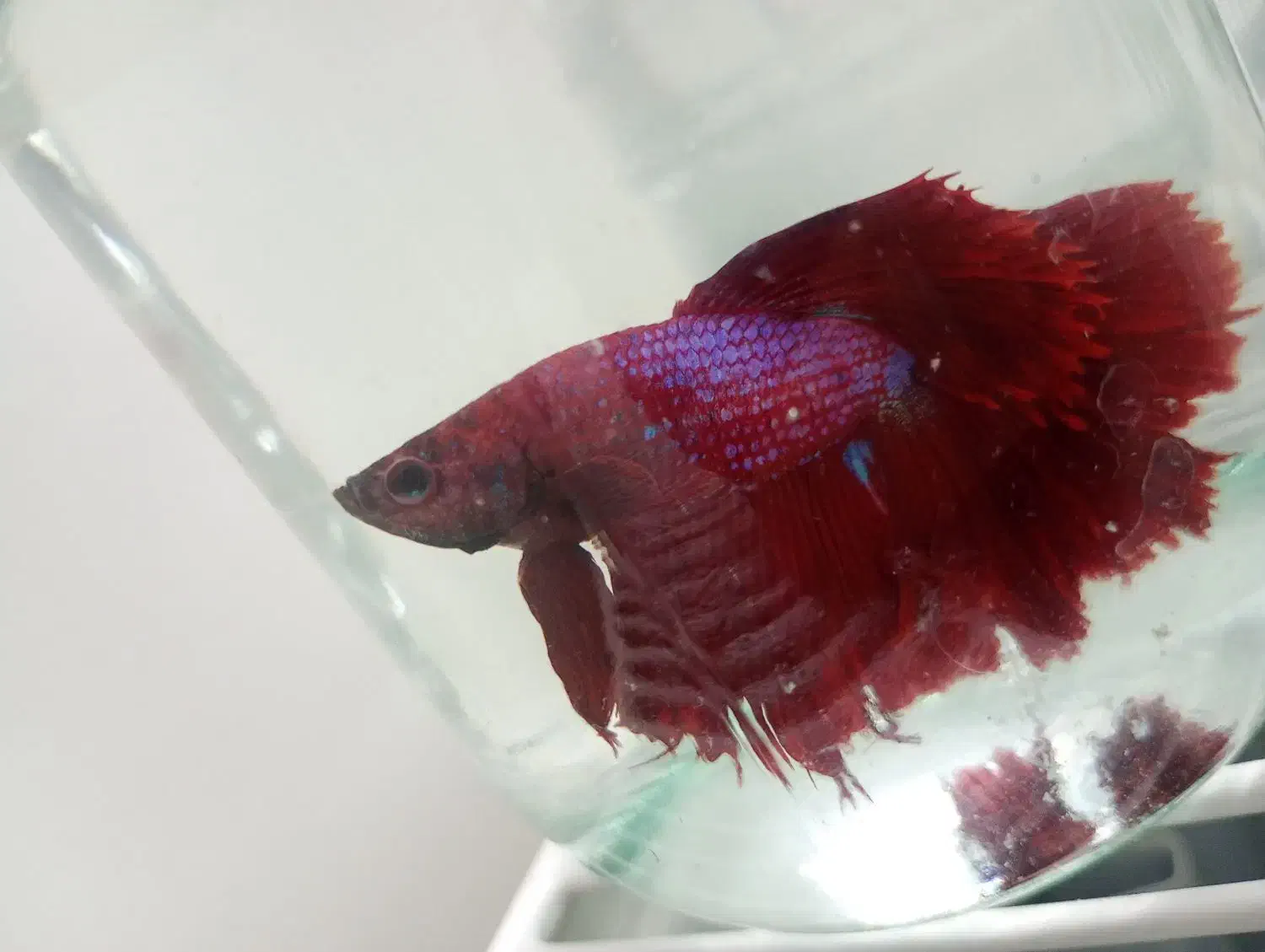 ماهی|ماهی|نیشابور, شهرک بهداری|دیوار