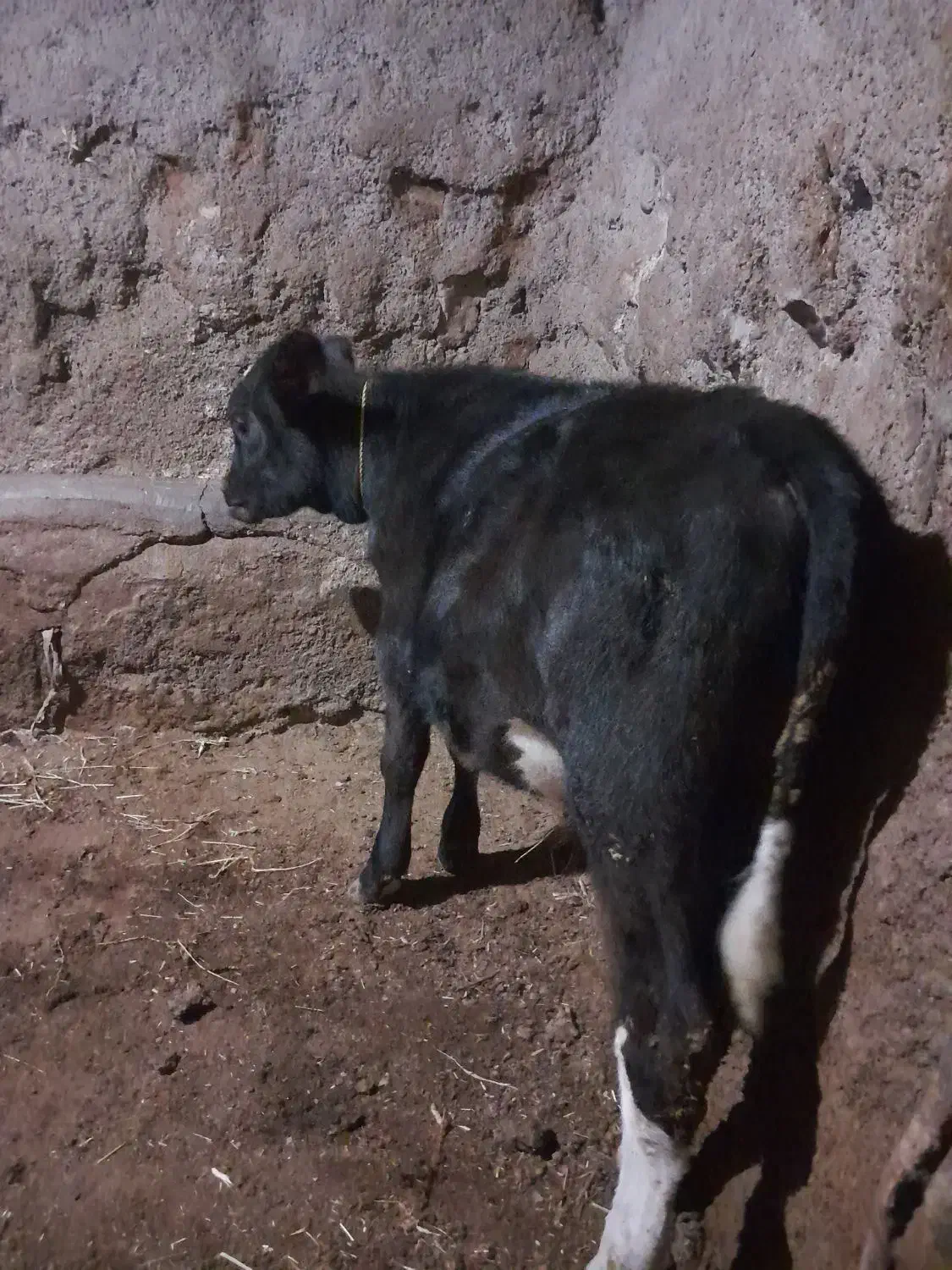 گوساله نر|حیوانات مزرعه|مهربان, |دیوار