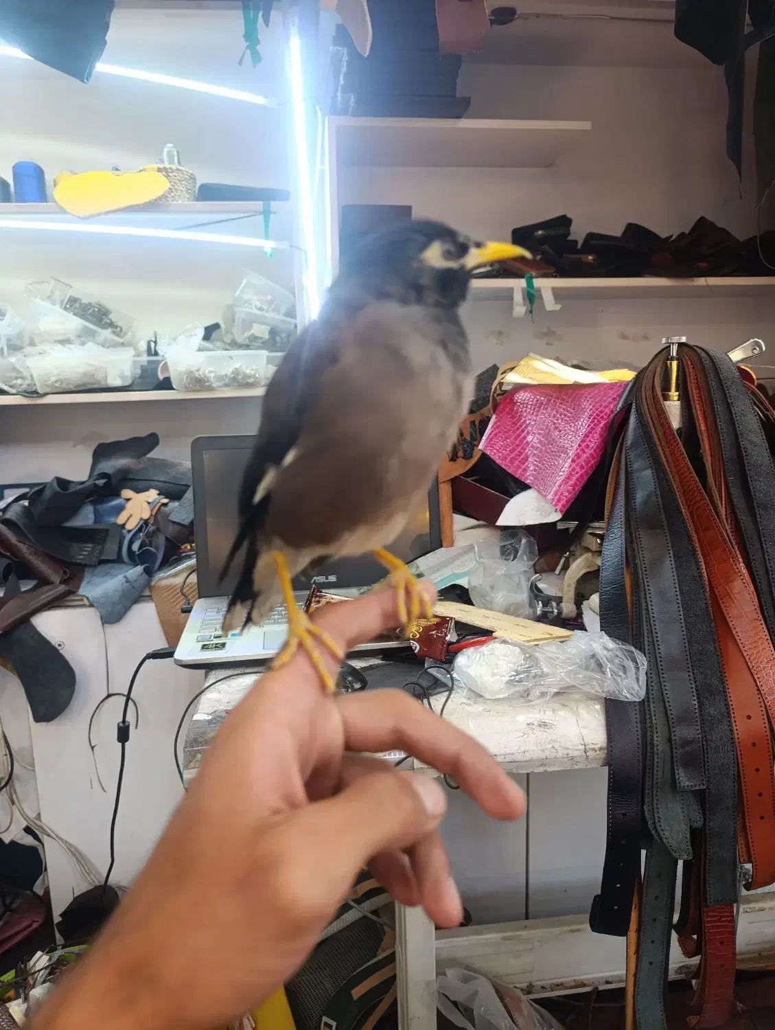 مرغ مینا|پرنده|پاکدشت, پاکدشت (مامازند)|دیوار