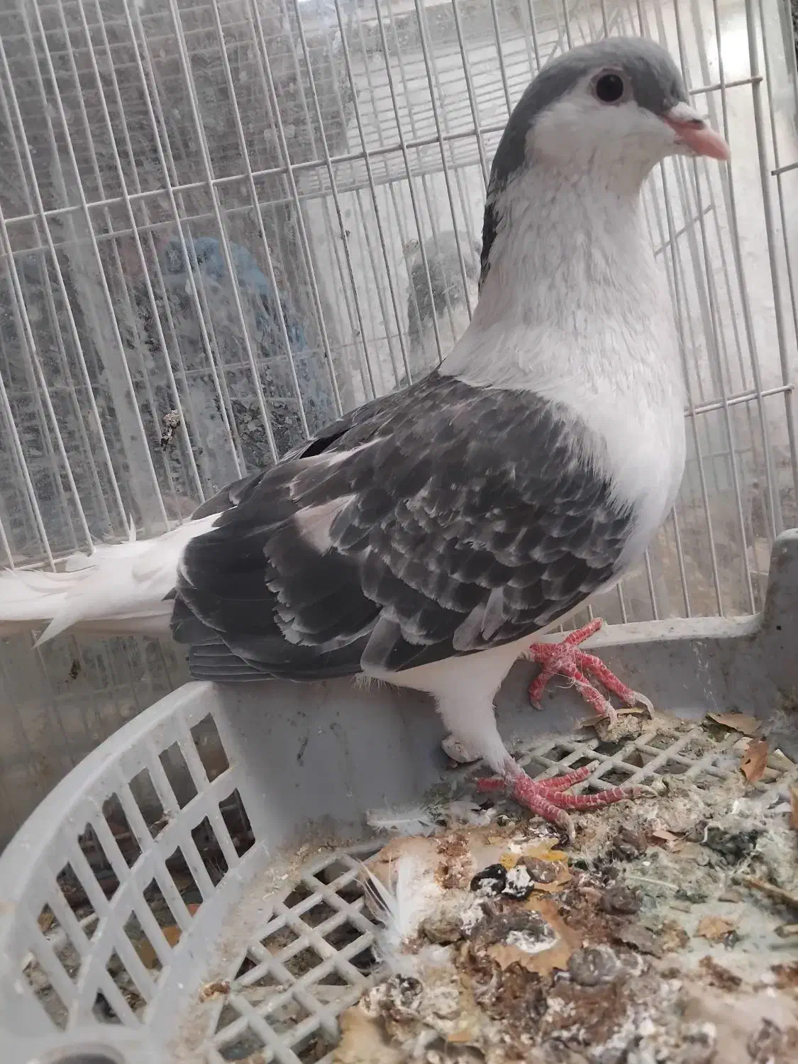 دوعدد کفتر ساده نر مگسی و سرخ|پرنده|مشهد, سیلو|دیوار