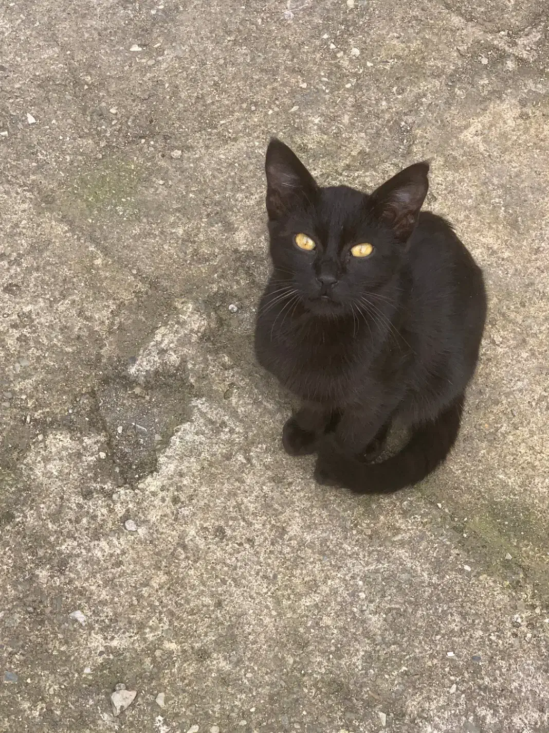 واگذاری بچه گربه مشکی|گربه|پره‌سر, |دیوار