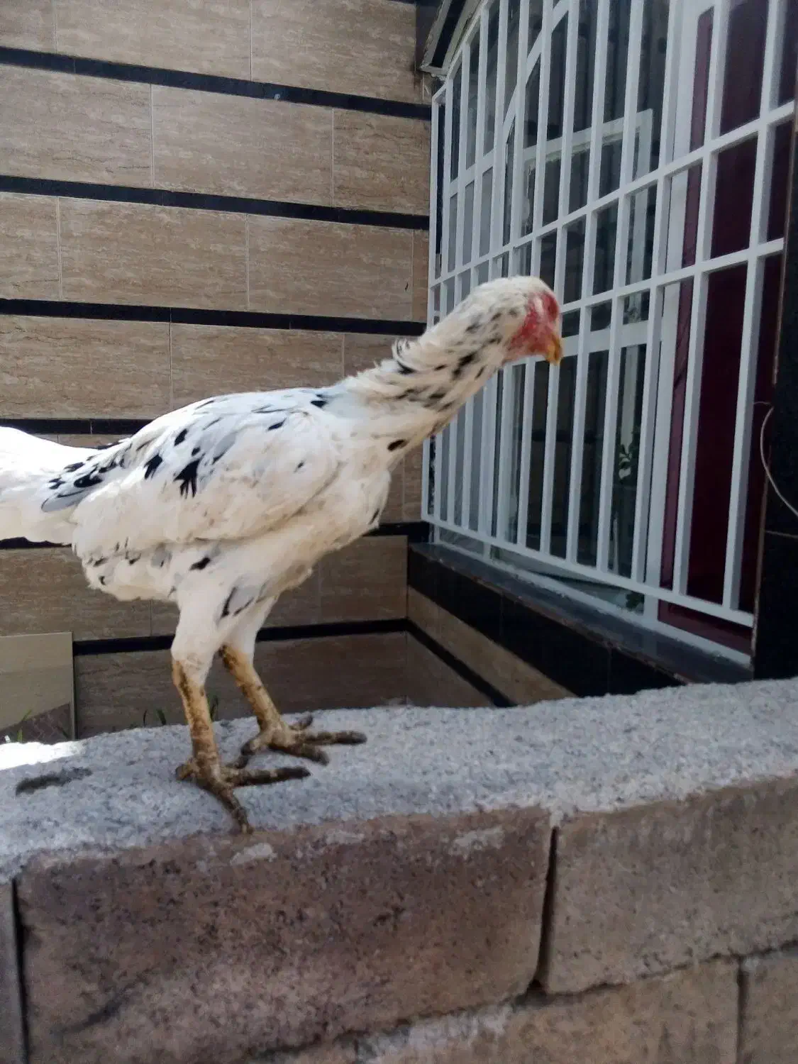 مرغ لاری چیل تضمین|حراج|تربت جام, یحیی آباد|دیوار