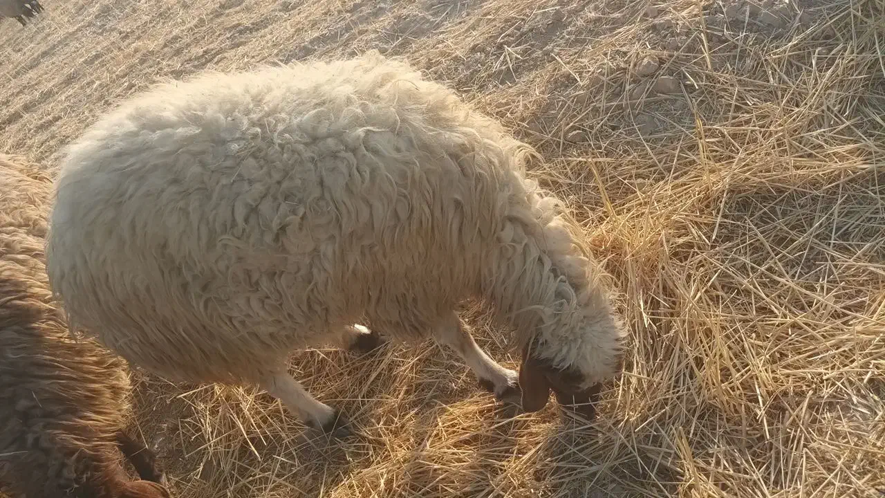 فروشی|حیوانات مزرعه|سرچهان, |دیوار