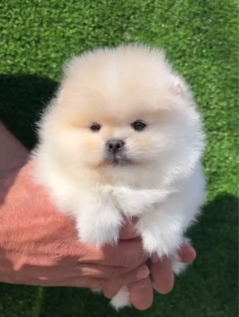 پامرانین کیفیت بمب|سگ|مشهد, آبادگران|دیوار