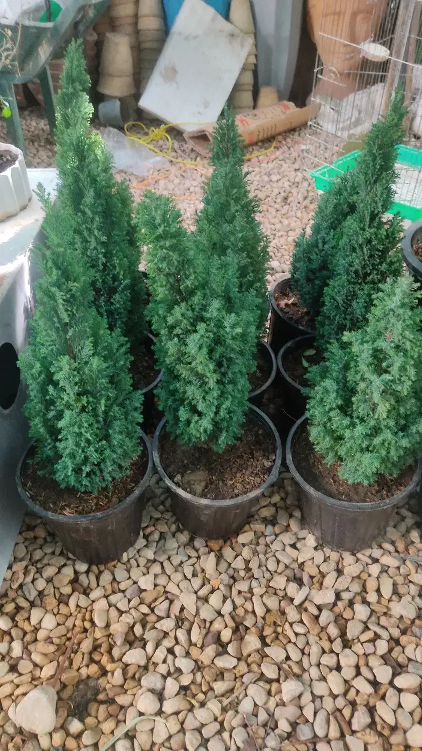 فروش درختچه های زینتی و خاص|گل و گیاه طبیعی|شیراز, گویم|دیوار