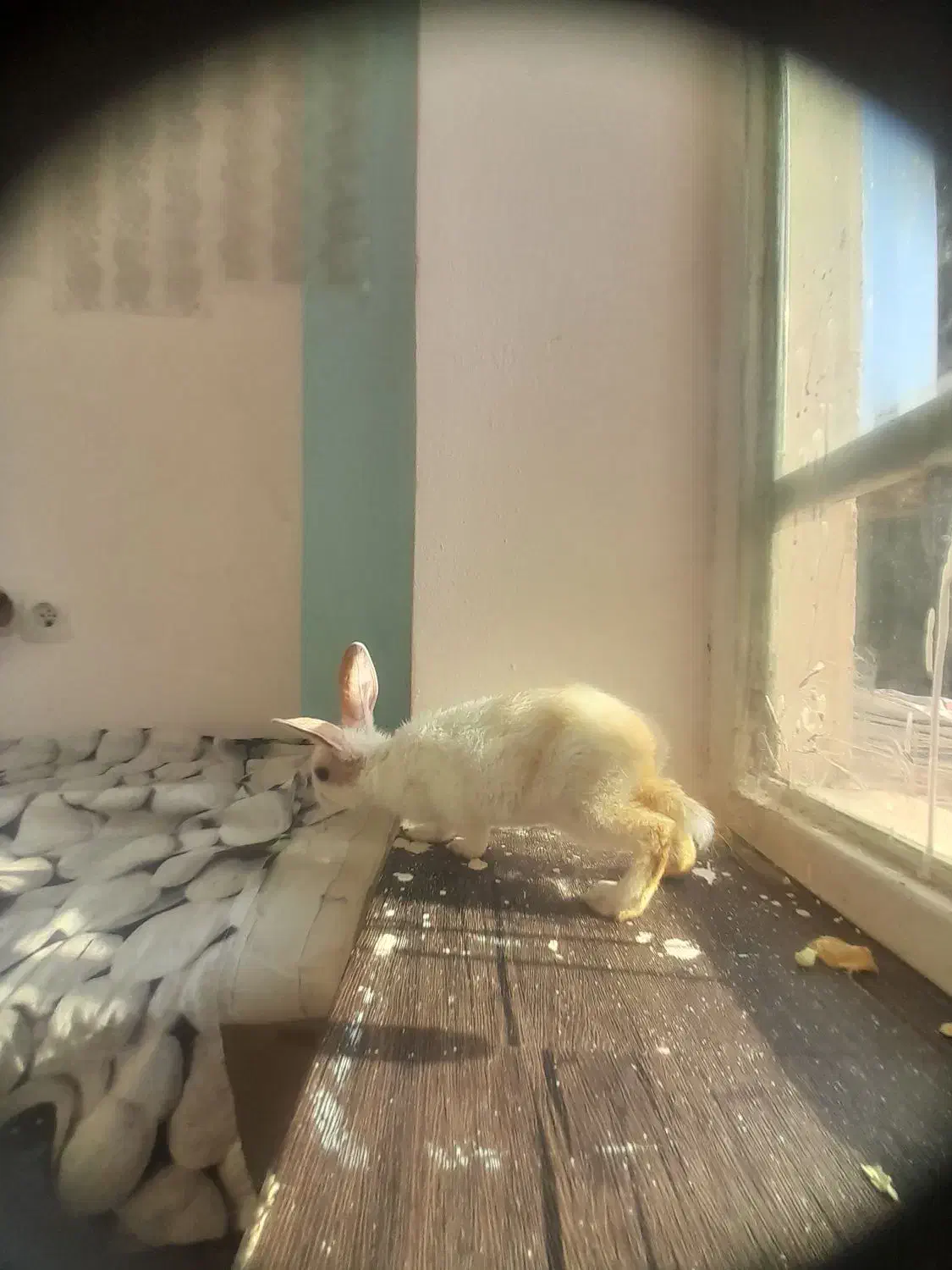 بچه خرگوش نژاد دار|موش و خرگوش|شیراز, گلشن|دیوار