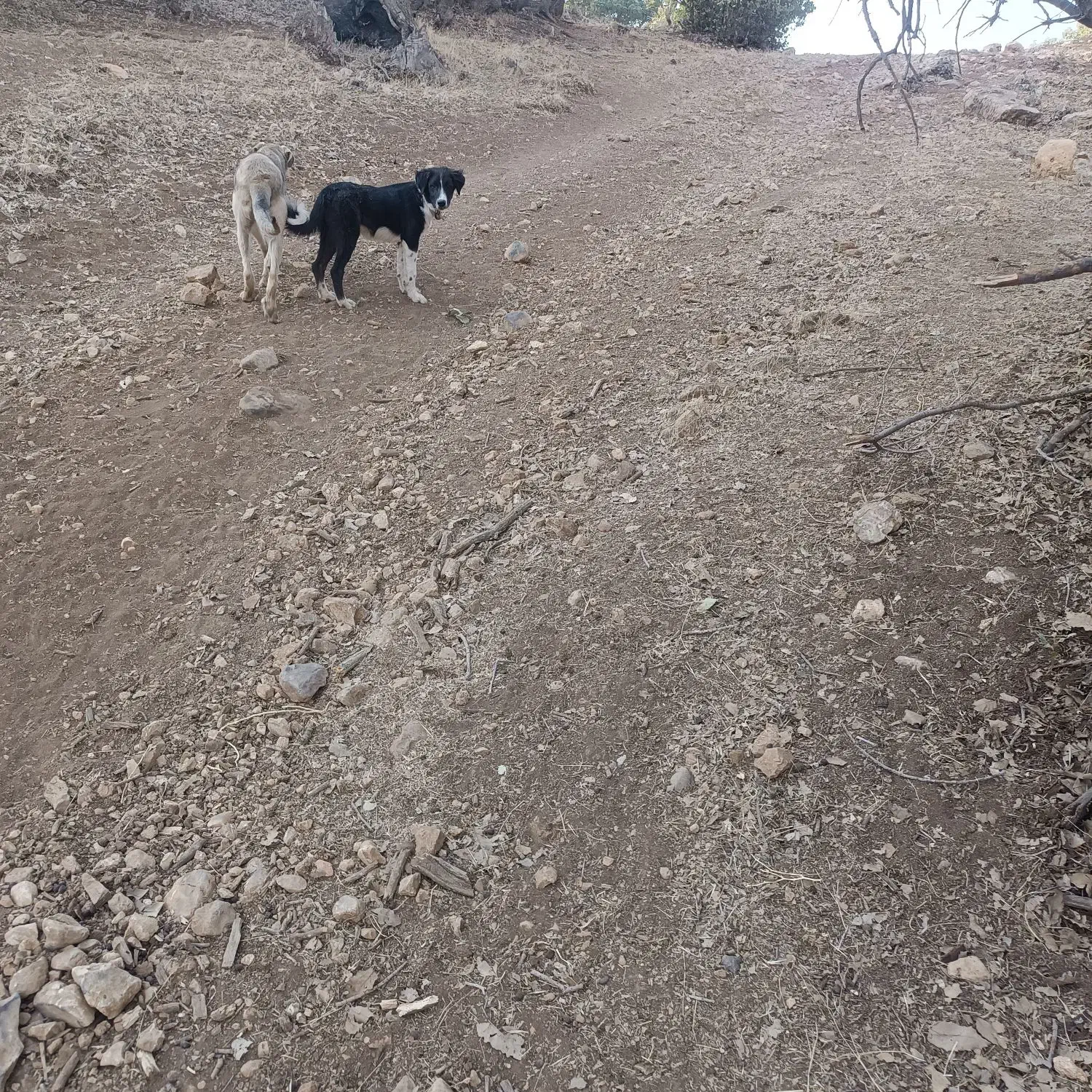 سلام واگذاری سه توله|سگ|گهواره, |دیوار