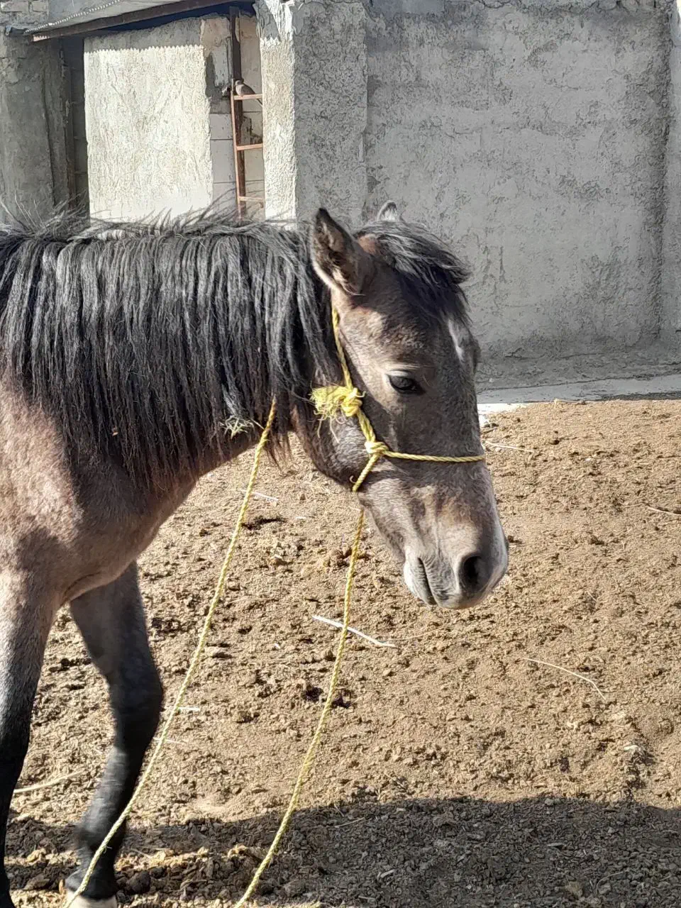 کره اسب نریان|اسب و تجهیزات اسبسواری|قوچان, |دیوار