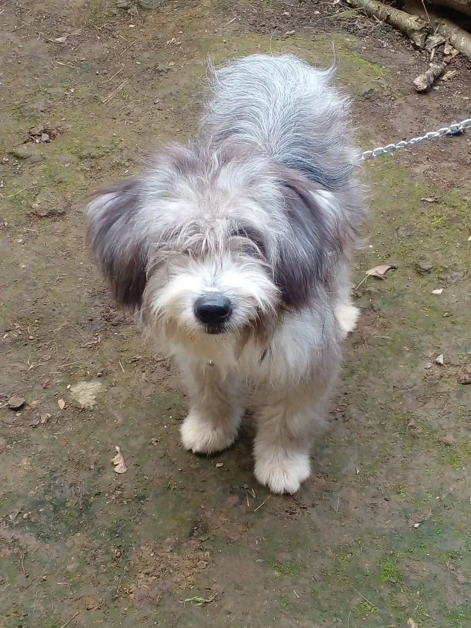 سگ شیتزو شناسنامه دار|سگ|رحیمآباد, |دیوار