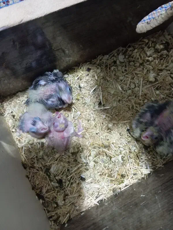 جوجه هلندی|پرنده|فولادشهر, سایت صنعتی کاوه|دیوار