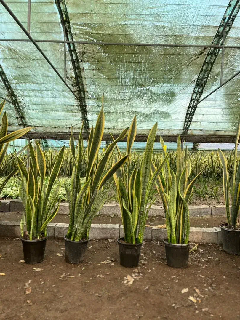 سانس ابلق|گل و گیاه طبیعی|آمل, |دیوار