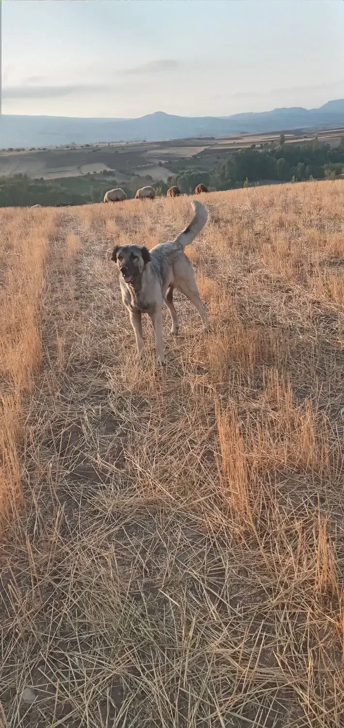 سگ سرابی ماده|سگ|ثمرین, |دیوار