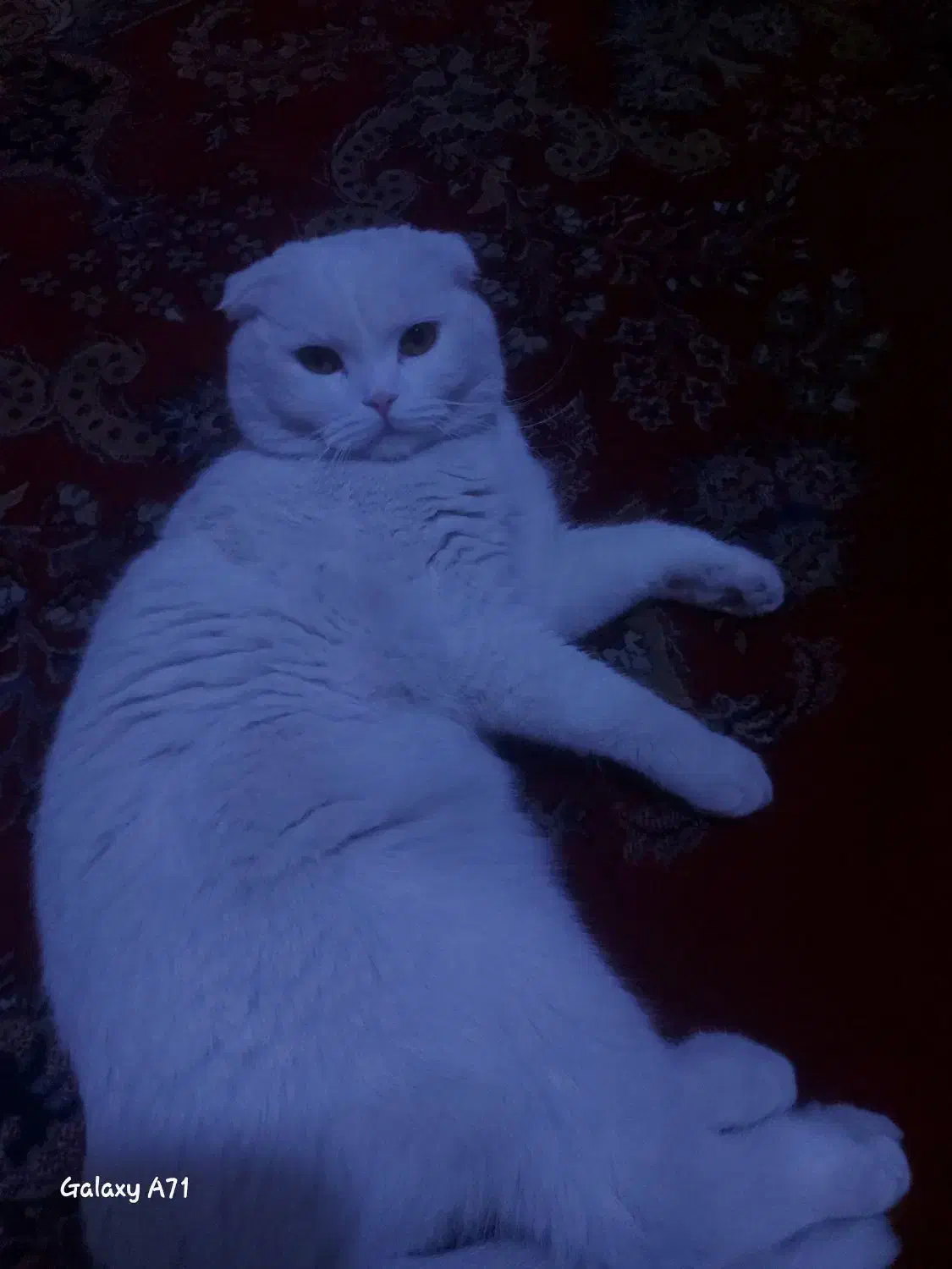 گربه برای جفت گیری|گربه|کرمان, |دیوار