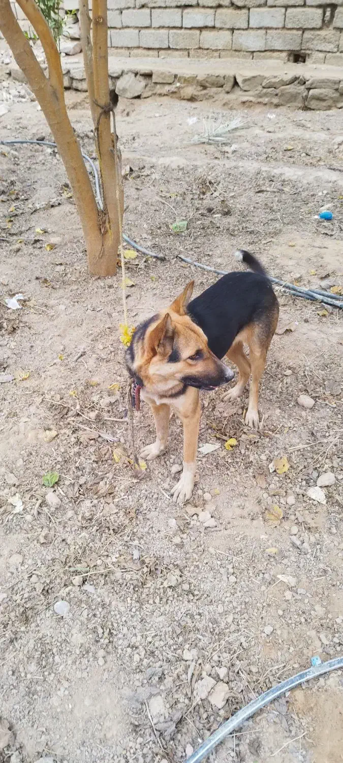 سگ ژرمن ماده ۶ماهه واگذاری|سگ|اهواز, کوی فرهنگیان ۱|دیوار