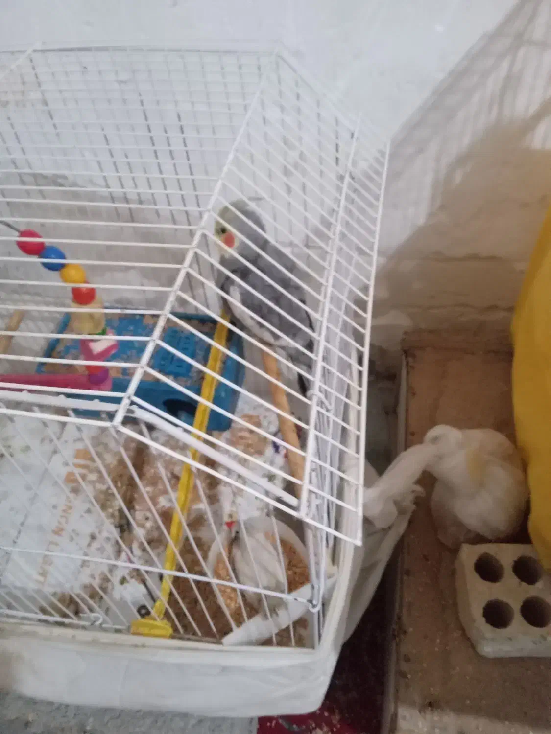 ۲عددعروس هلندی با تخم و ۱ عدد عروس هلندی دستی اهلی|پرنده|خرمشهر, |دیوار