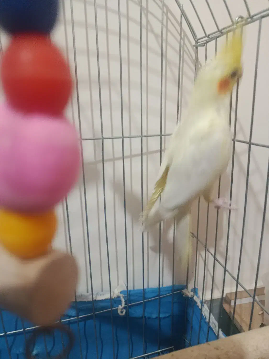 عروس هلندی نر ده ماهه 600|پرنده|برخوار, |دیوار