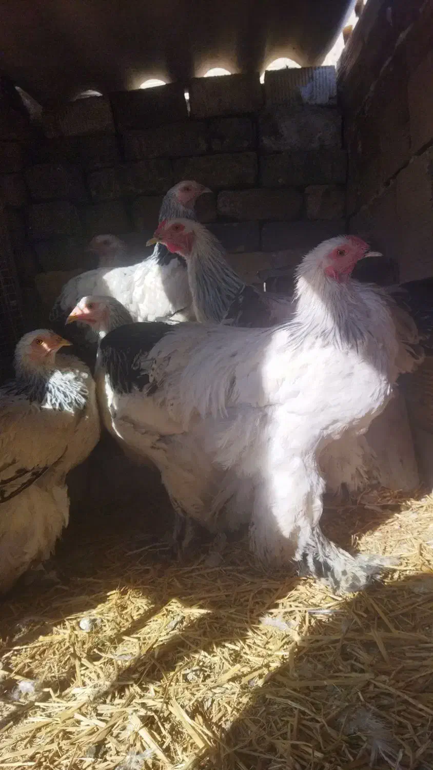 مرغ و خروس برهما|حیوانات مزرعه|قم, قلعه عموحسین|دیوار