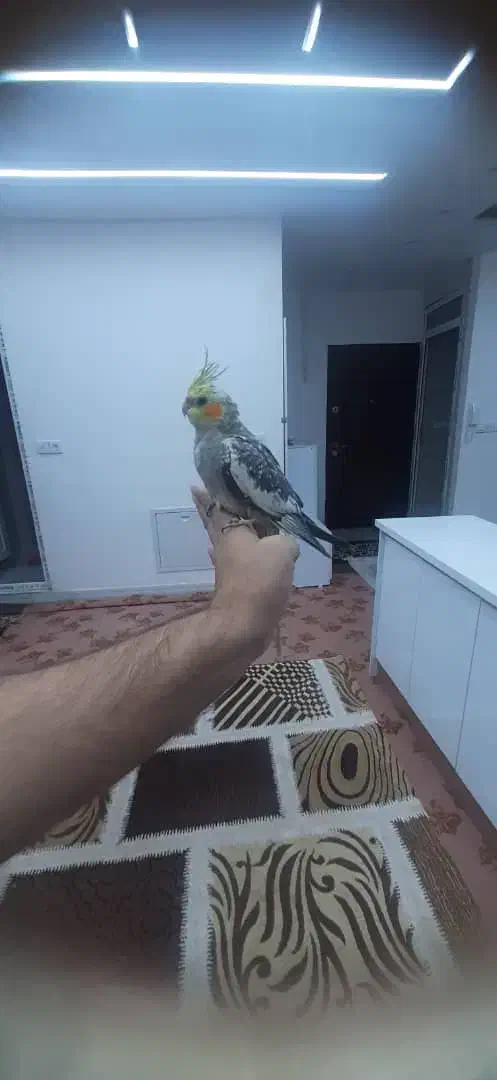 عروس هلندی|پرنده|جوانرود, |دیوار