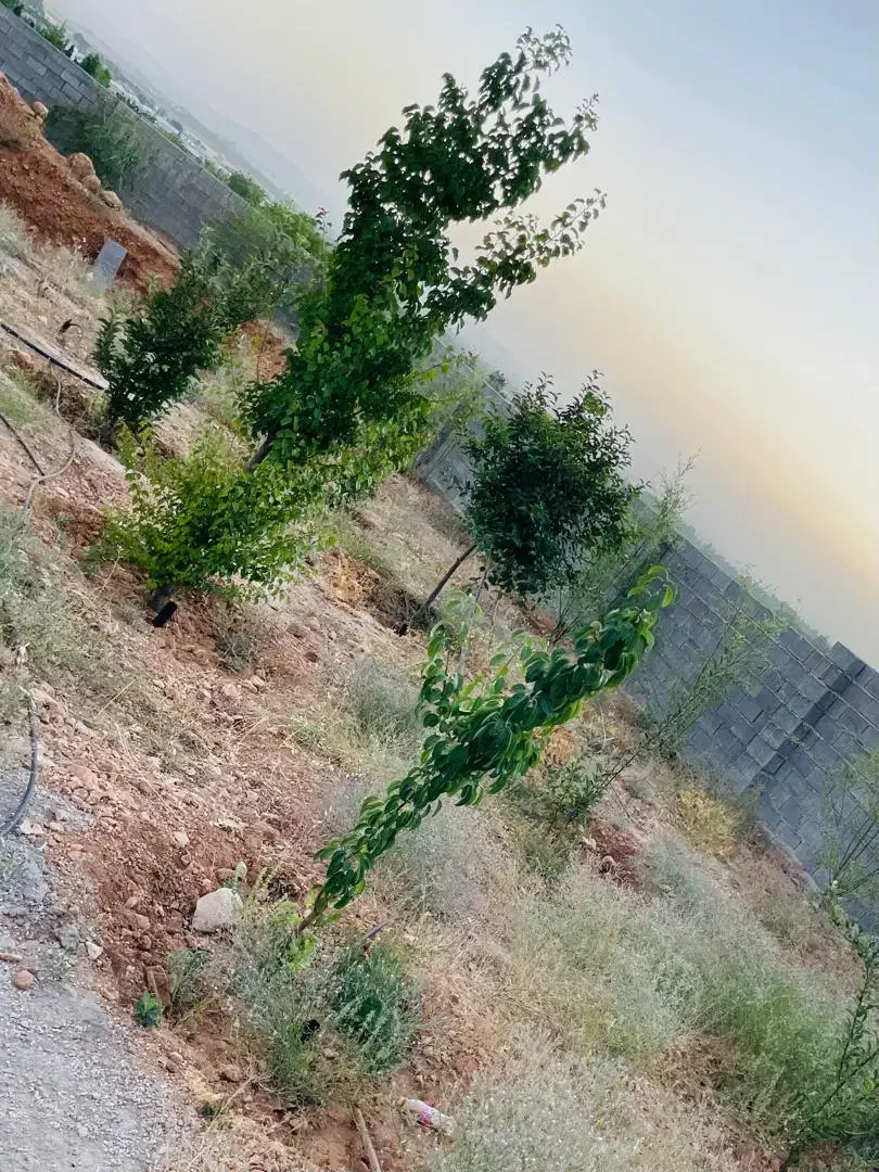 زمین مسکونی تجاری فاز۱ و۲|فروش زمین و ملک کلنگی|شیراز, باغشهر اهل بیت|دیوار