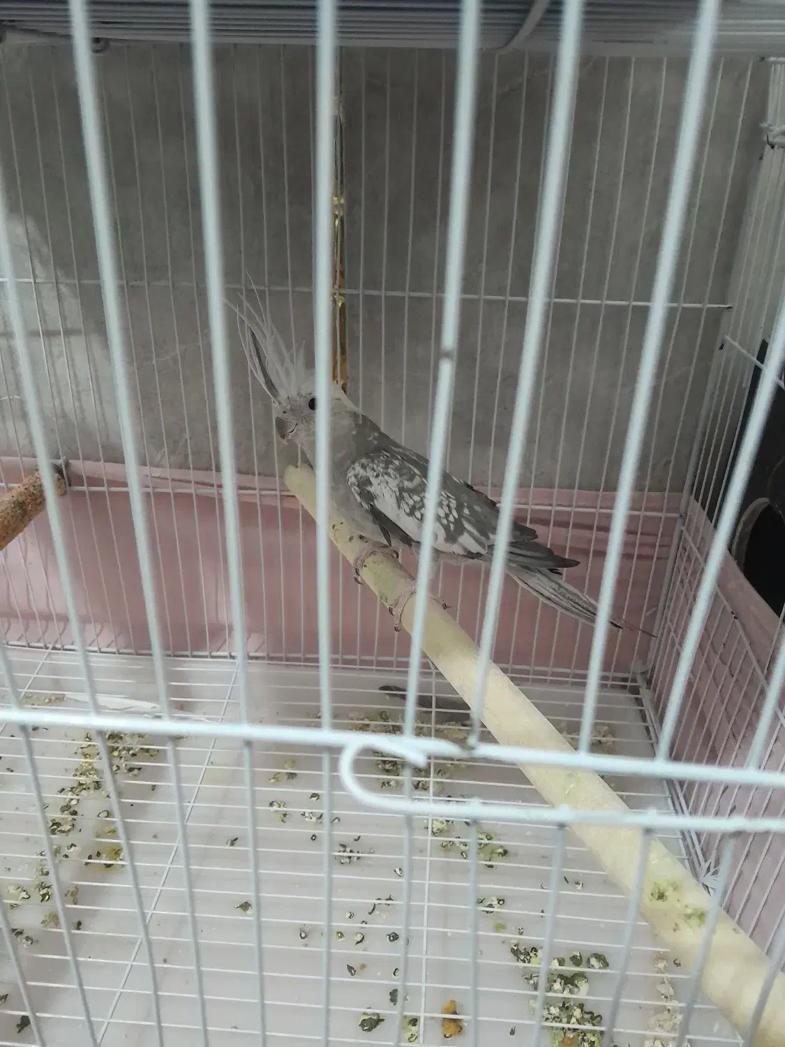 عروس هلندی ماده اماده|پرنده|زاهدان, |دیوار