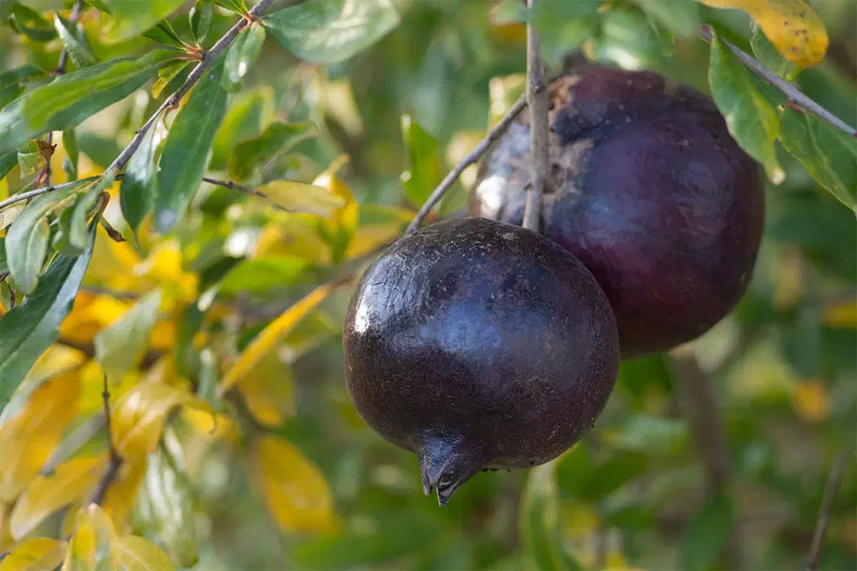 بهترین نهال های میوه و گردو ضمانت دار|خدمات باغبانی و درختکاری|سیرجان, |دیوار