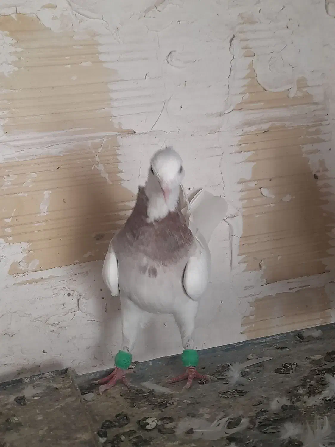 ۵ عدد طوقی|پرنده|شاهرود, |دیوار