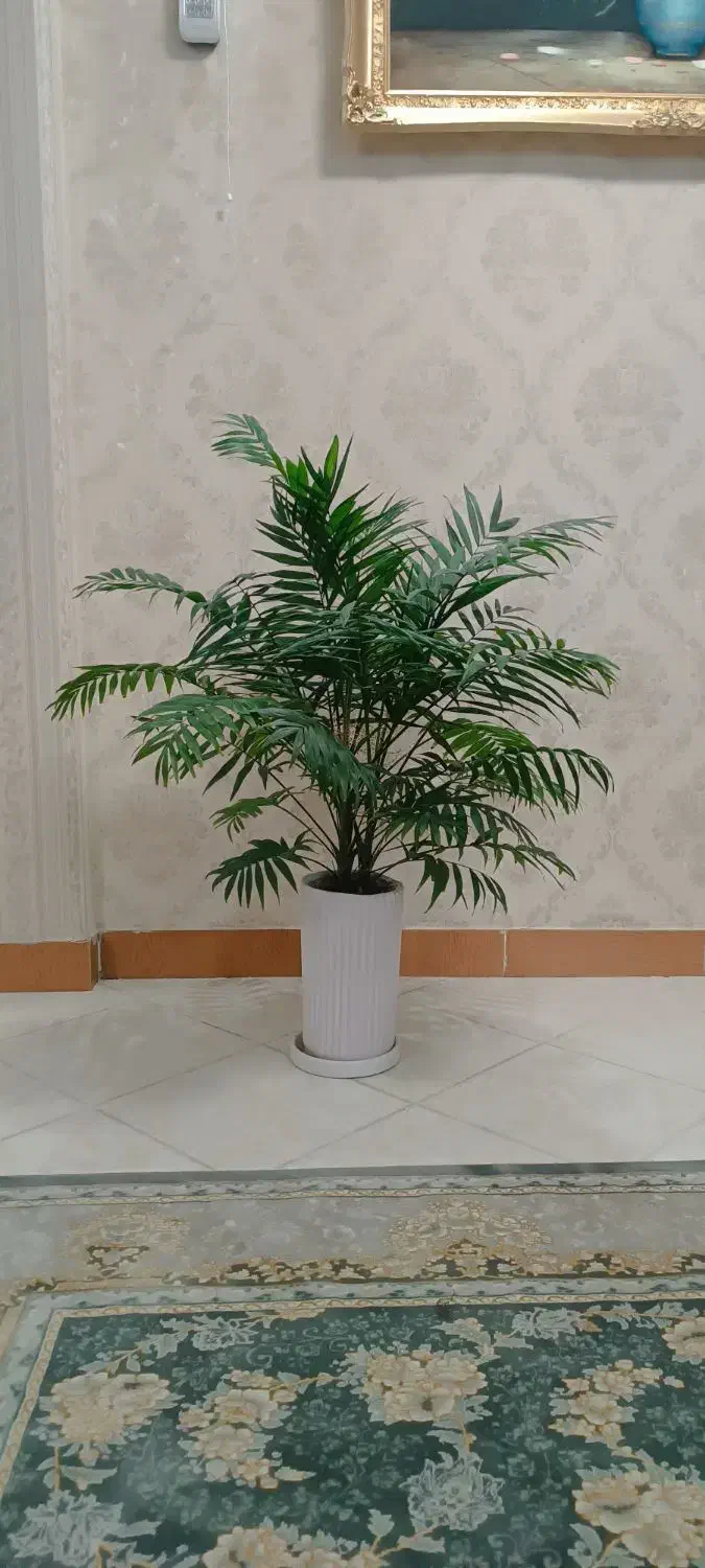 گل های آپارتمانی|گل و گیاه طبیعی|رشت, سعدی (تختی)|دیوار