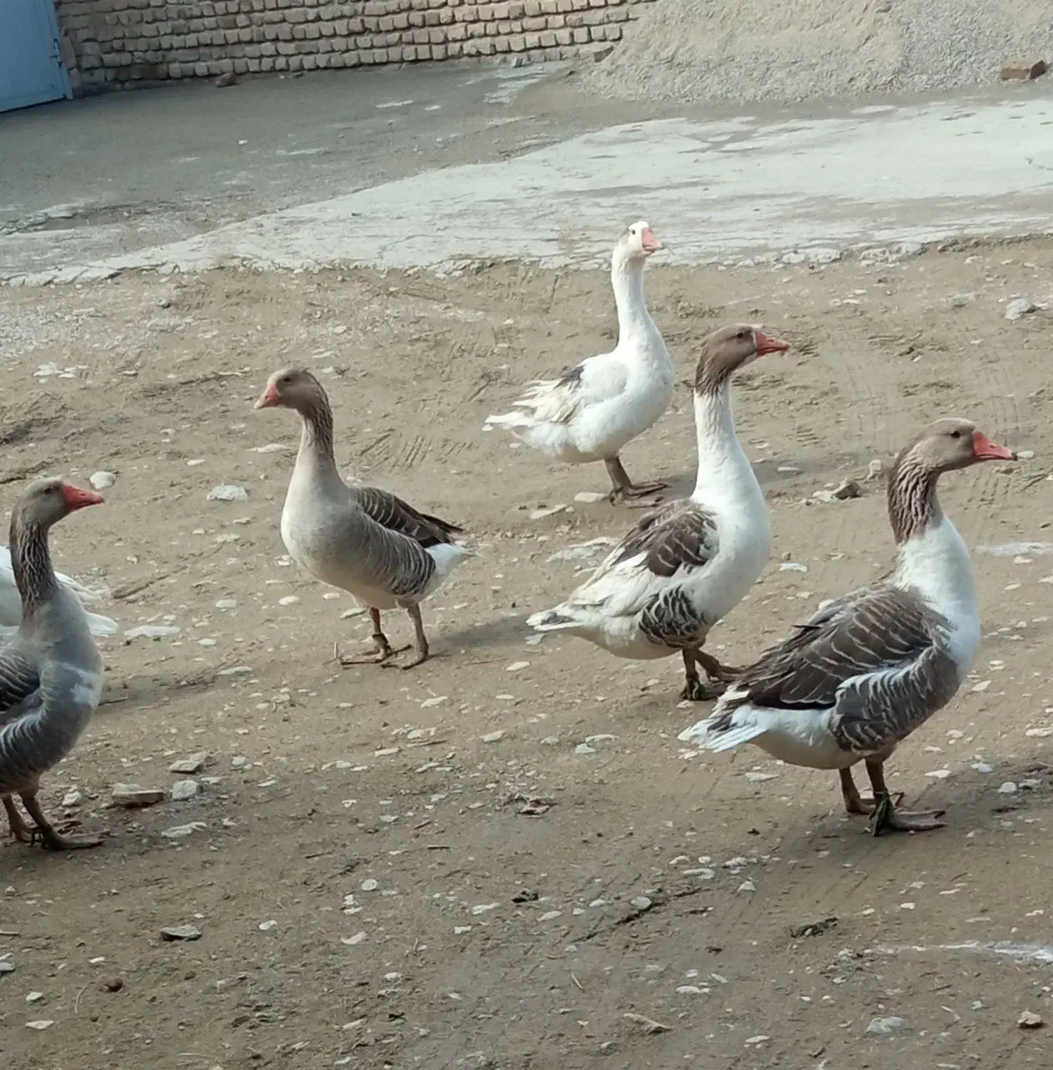 غاز|حیوانات مزرعه|سیلاخور, |دیوار